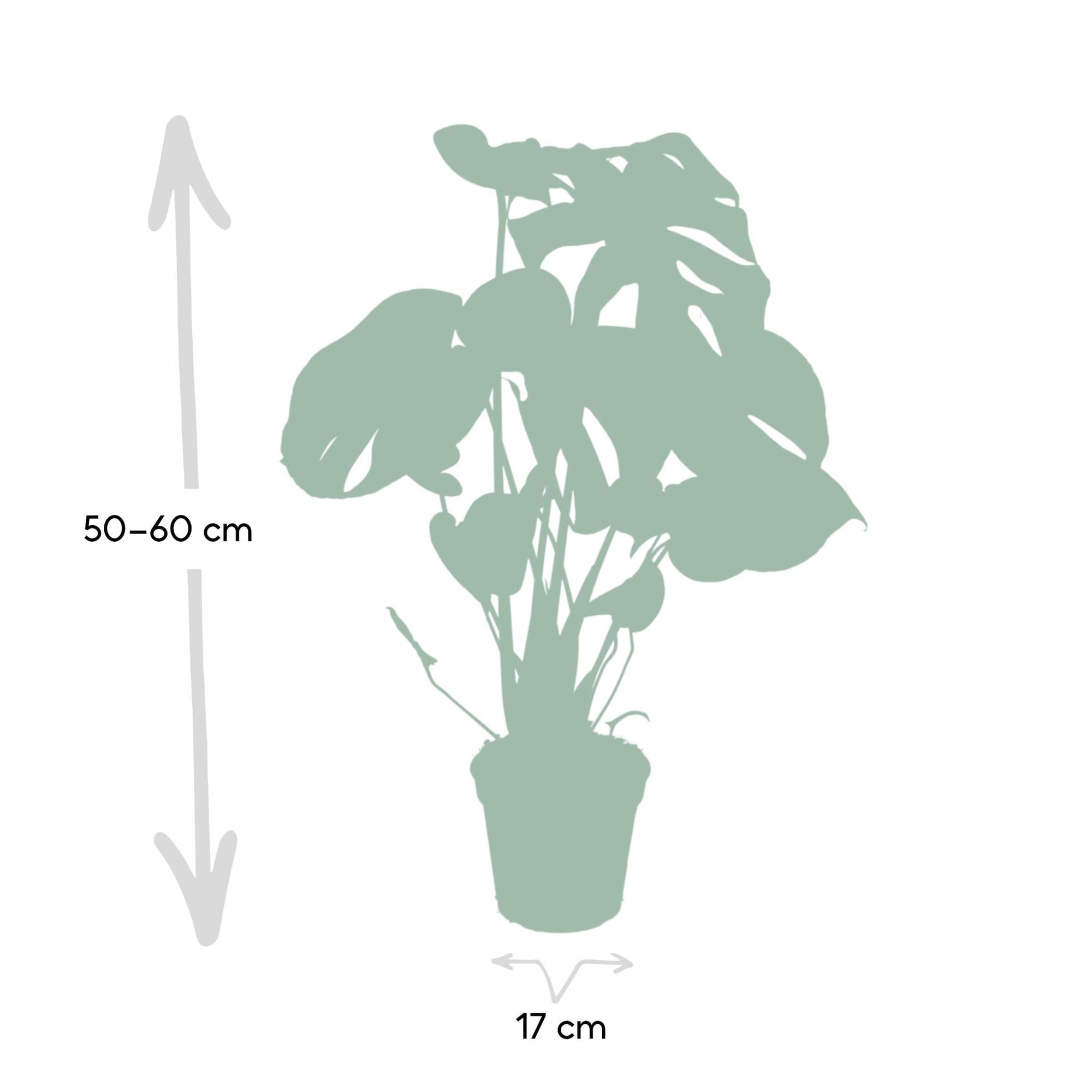 Monstera Deliciosa - Gatenplant - 55cm - Ø17