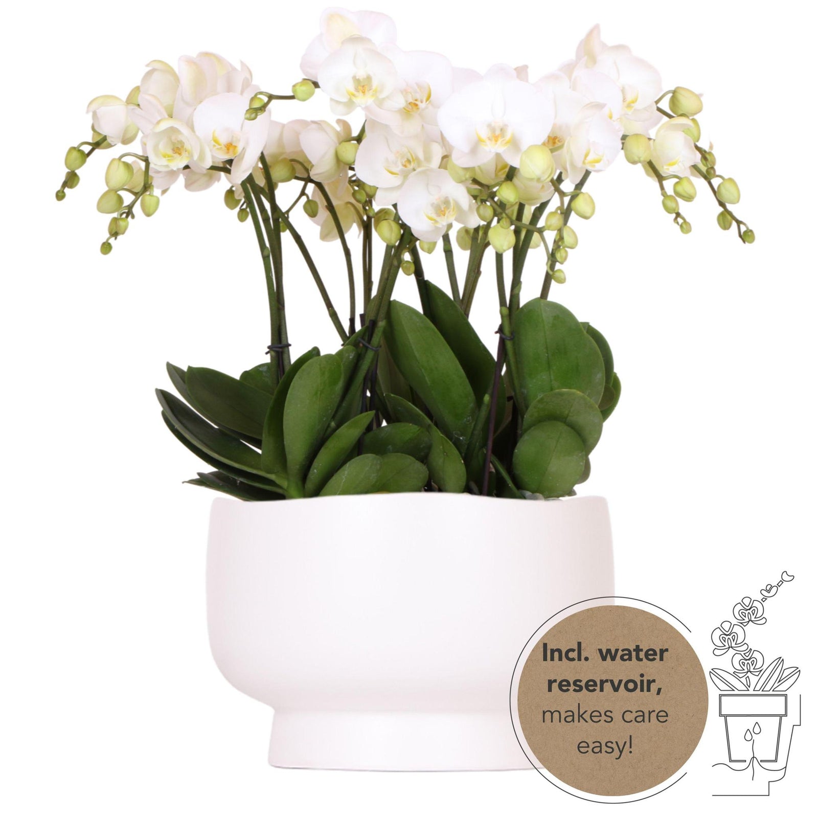 Kolibri Orchids | witte orchideeënset in Scandic dish incl. waterreservoir | drie witte orchideeën Ghent 12cm | Mono Bouquet wit met zelfvoorzienend waterreservoir