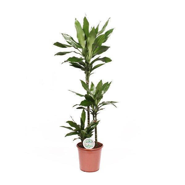 Dracaena Janet Lind Ø24cm ↕120cm