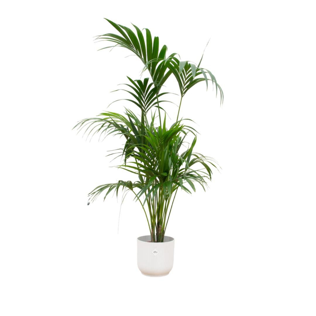 Combi deal - Kentia palm inclusief elho Vibes Fold Round wit Ø30 - 180 cm