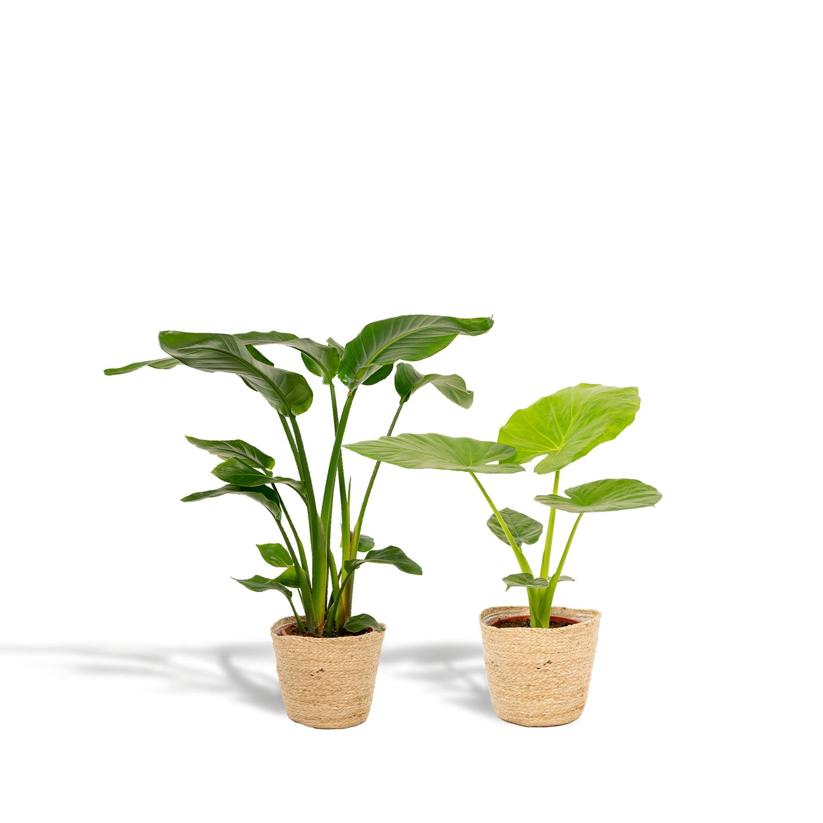 Strelitzia Nicolai - ↨85cm - Ø19cm + Alocasia Macrorrhiza - ↨70cm - Ø19cm + Incl. Mand Selin