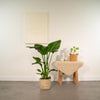 Strelitzia Nicolai - ↨90cm - Ø19cm + Mand Selin