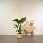 Strelitzia Nicolai - ↨90cm - Ø19cm + Mand Selin