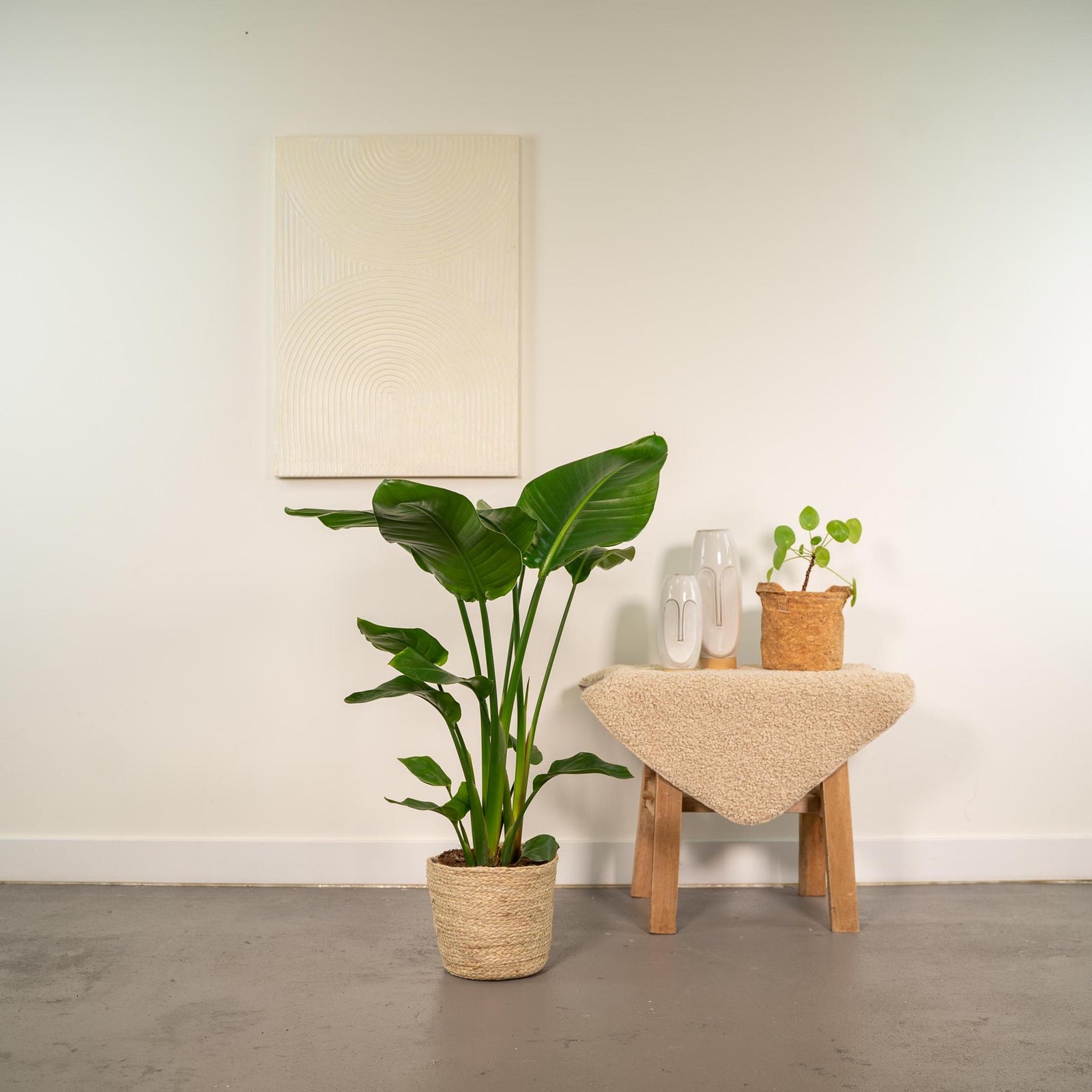Strelitzia Nicolai - ↨90cm - Ø19cm + Mand Selin