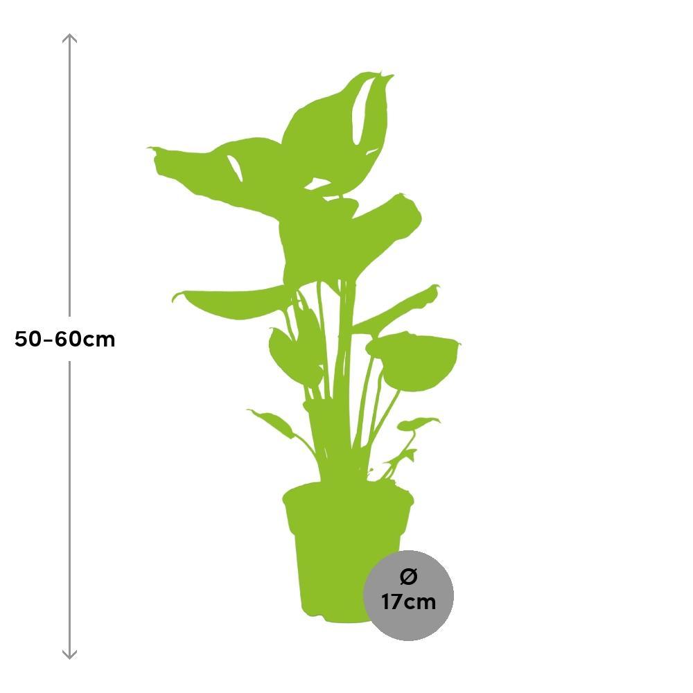 Ø17cm - ↕60cm