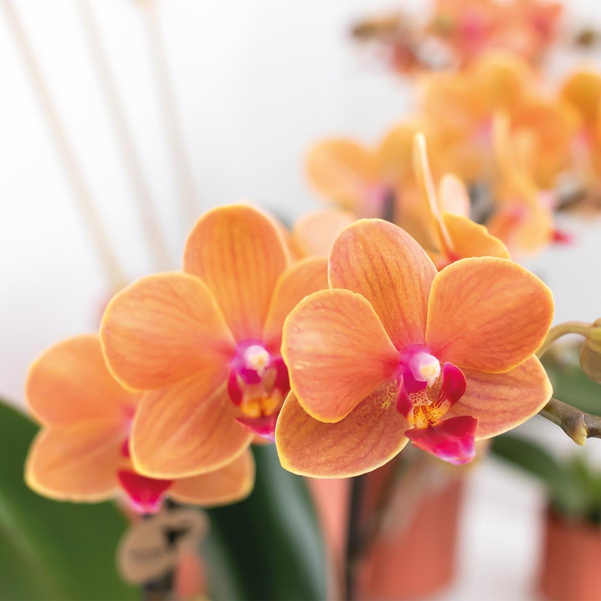 Kolibri Orchids | Oranje Phalaenopsis orchidee - Mineral Bolzano - potmaat Ø9cm | bloeiende kamerplant - vers van de kweker