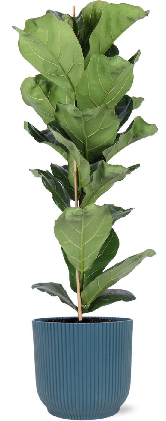 Ficus Lyrata - Ø21cm - ↕90cm in Vibes BLUE pot