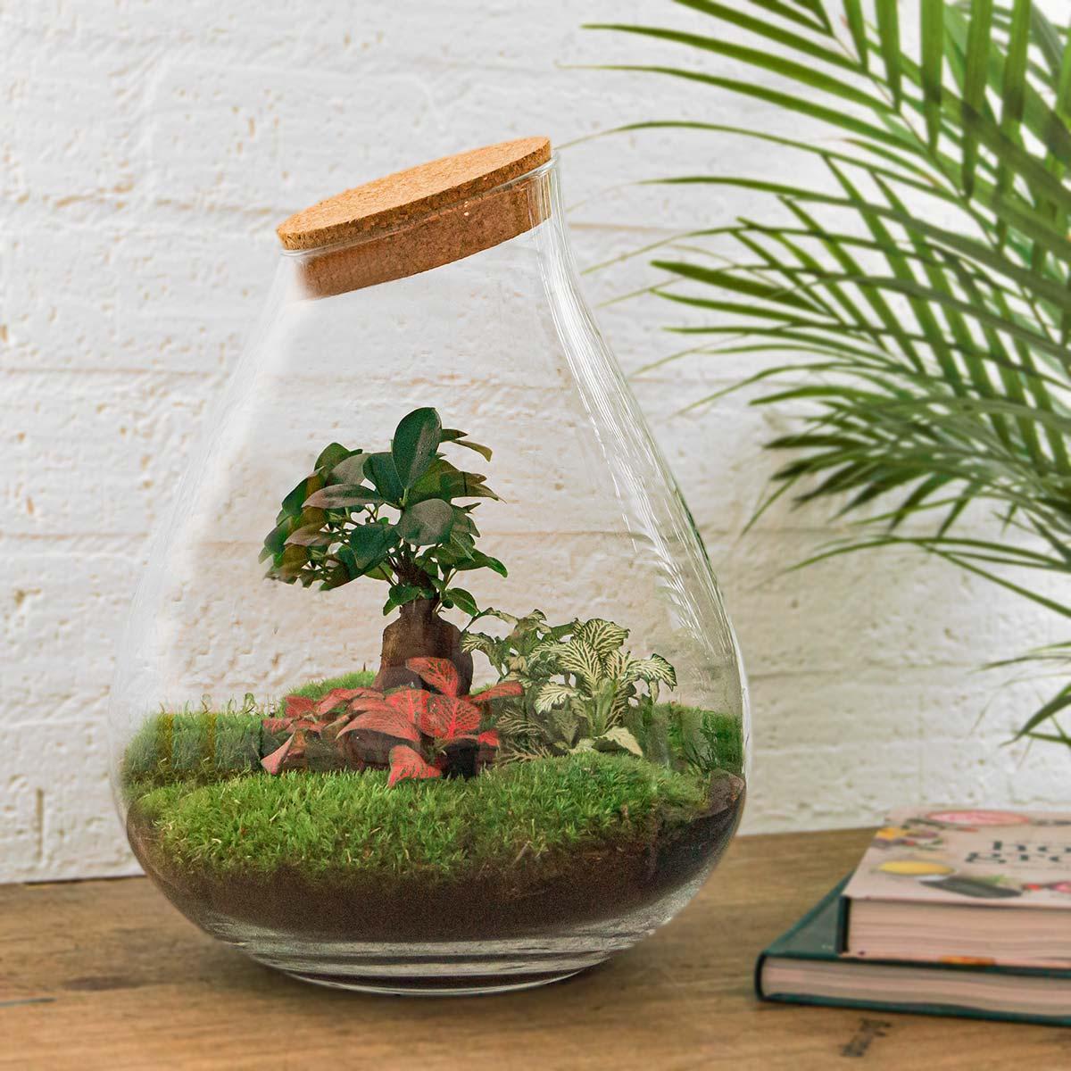 DIY terrarium - Drop XL Bonsai -↑ 37 cm