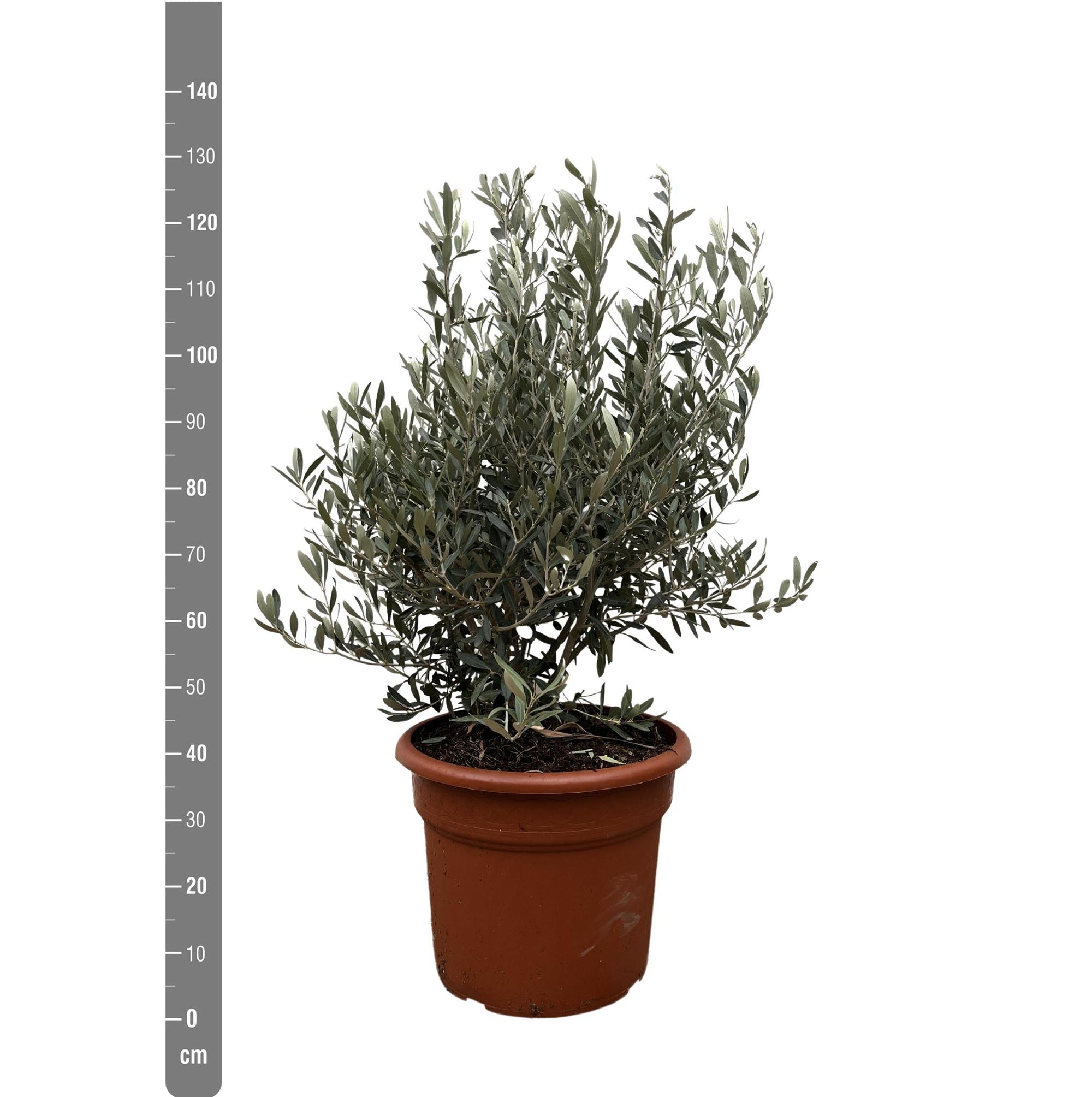 Olea Europaea struik - 130cm- ø35