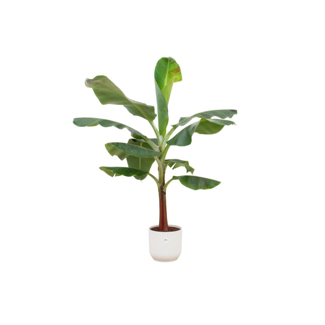 Combi deal - Bananenplant (Musa) inclusief elho Vibes Fold Round wit Ø22 - 120 cm