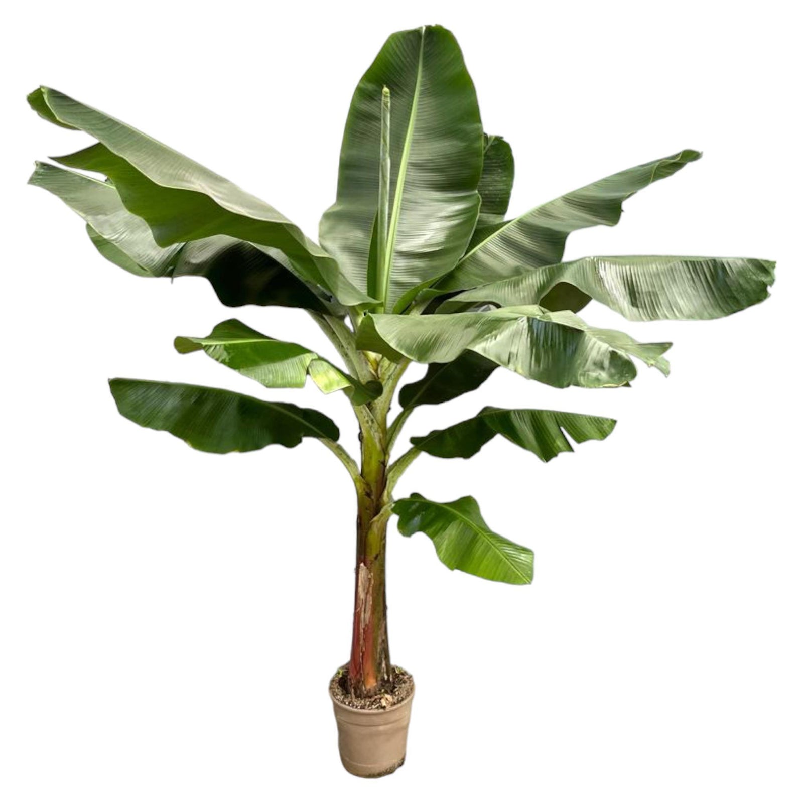 Bananenplant (Musa) - 225 cm - ø30