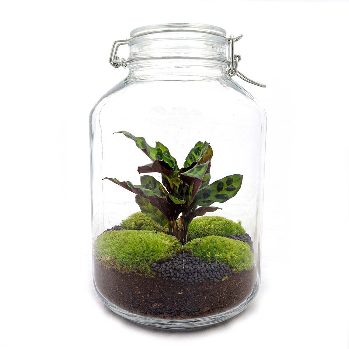 DIY terrarium - Jar Calathea - ↑ 28 cm