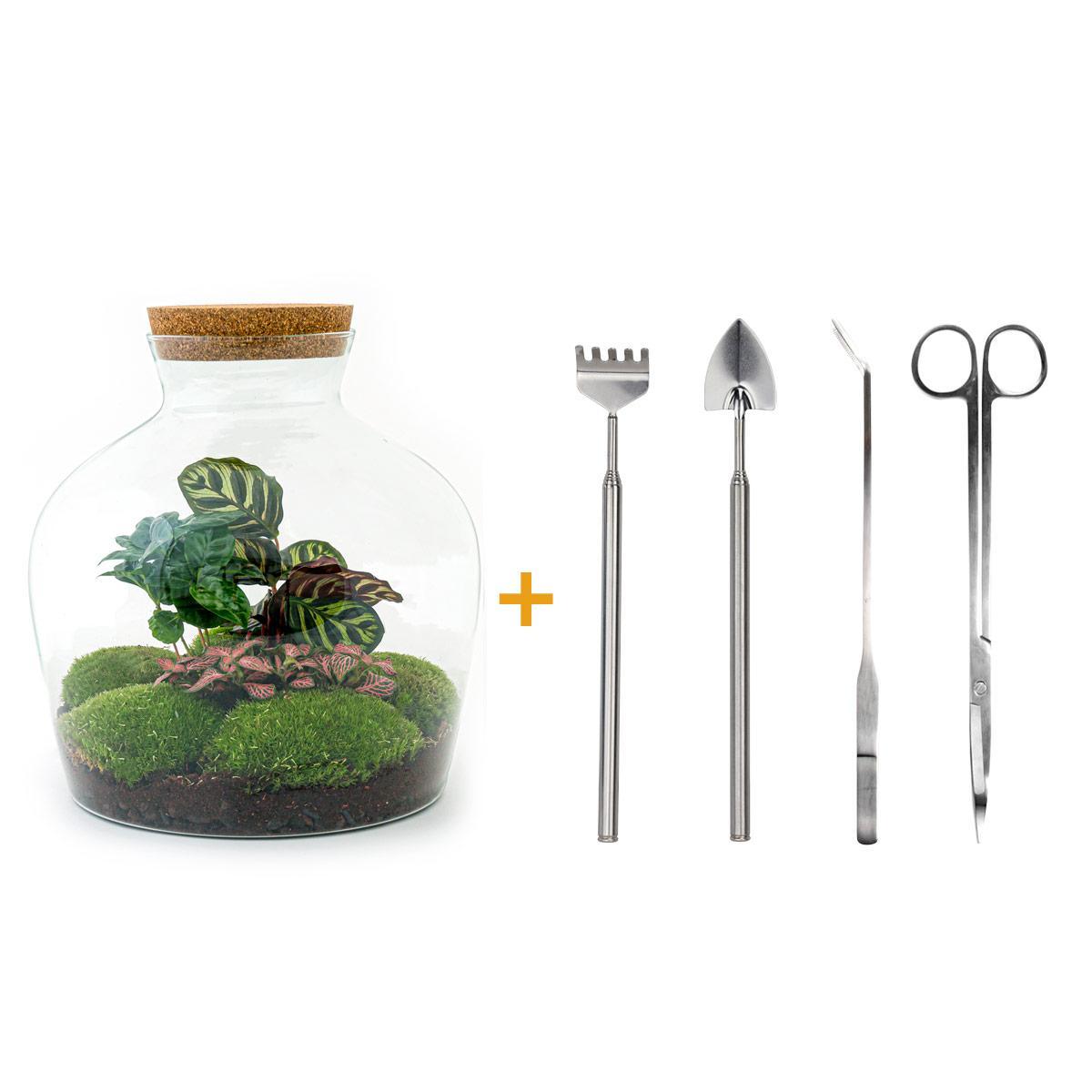DIY terrarium - Fat Joe Coffea - ↑ 30 cm + Rake + Shovel + Tweezer + Scissors