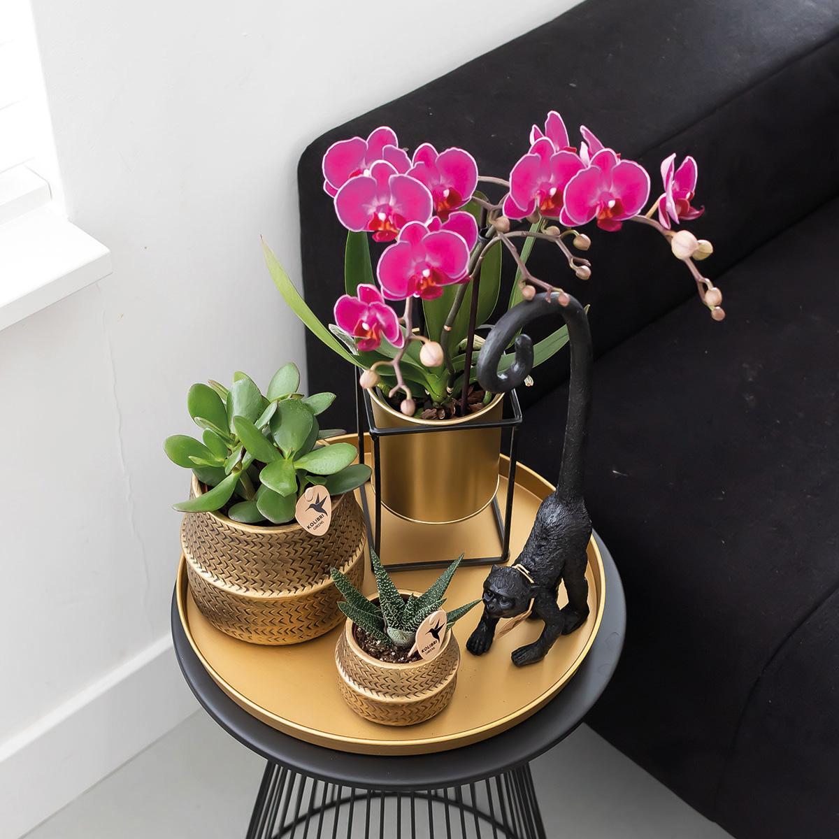 Kolibri Orchids | COMBI DEAL van 2 paarse phalaenopsis orchideeën - Morelia - potmaat Ø9cm | bloeiende kamerplant - vers van de kweker