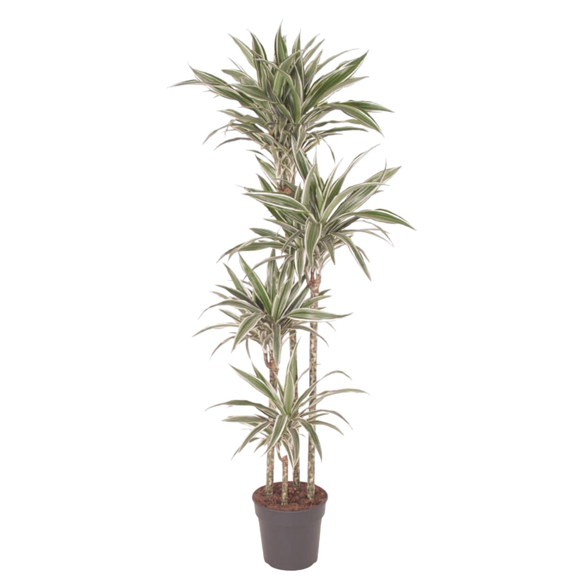 Dracaena White Stripe - 170 cm - ø27