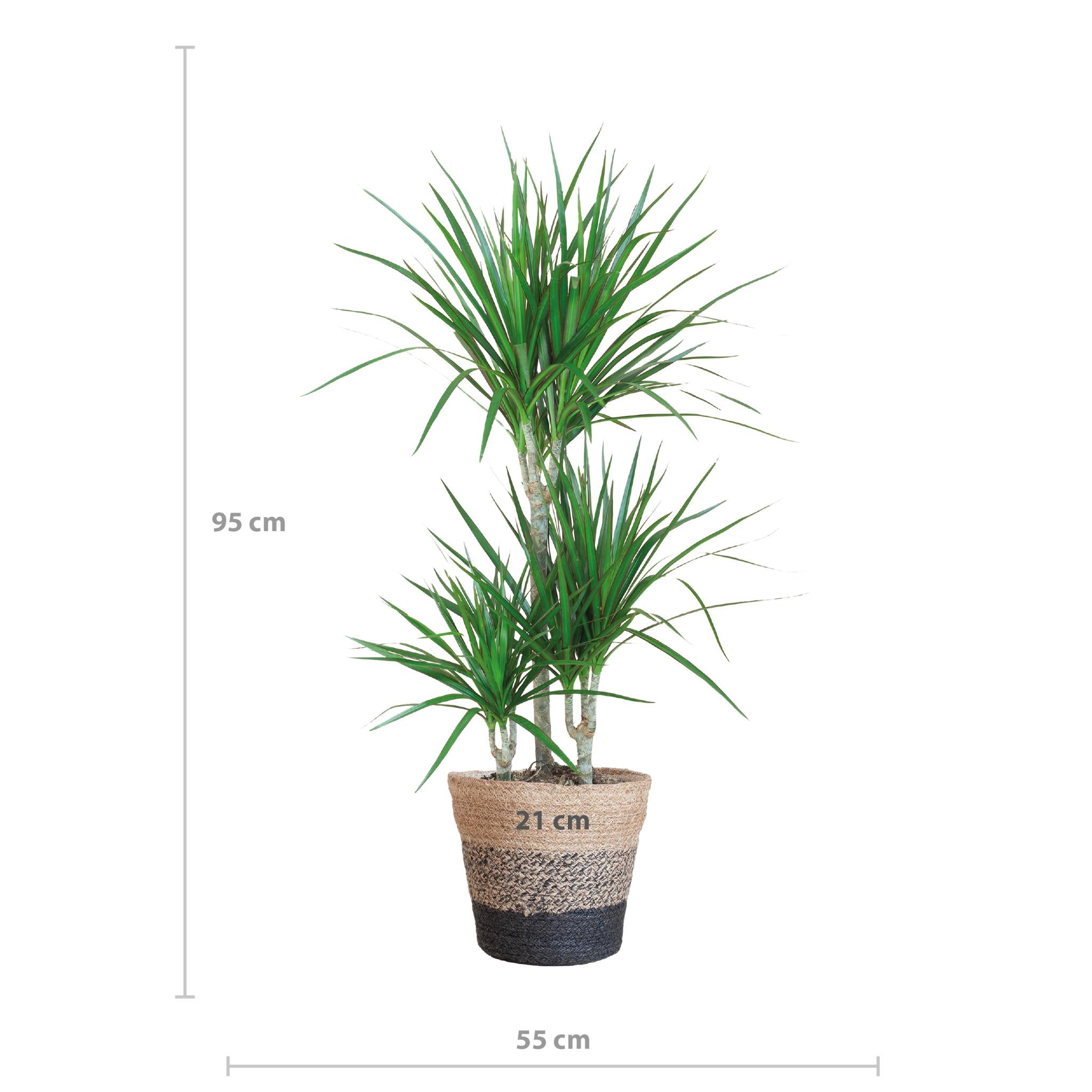 Dracaena Marginata met Lissabon mand zwart