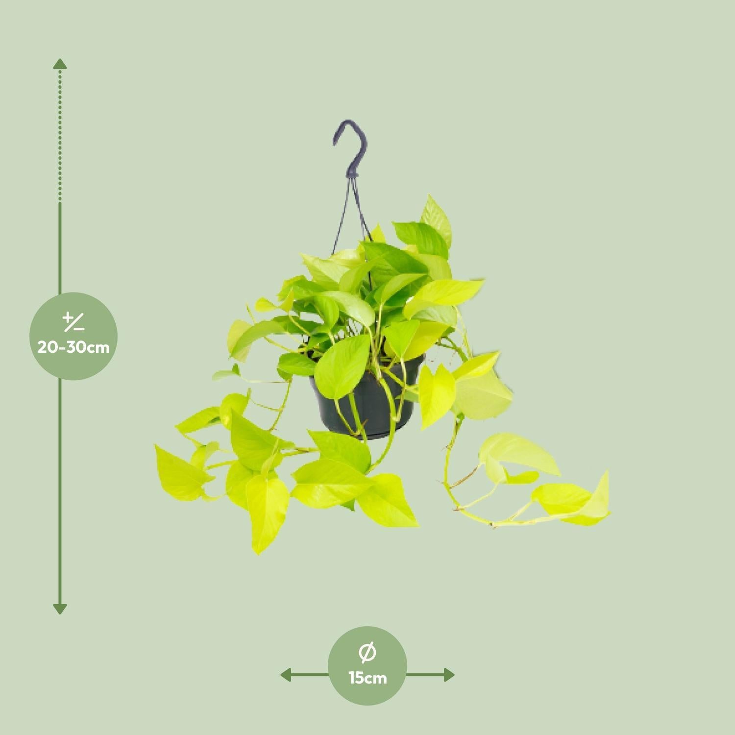 Epipremnum Golden Pothos  - Scindapsus - 25cm - Ø15