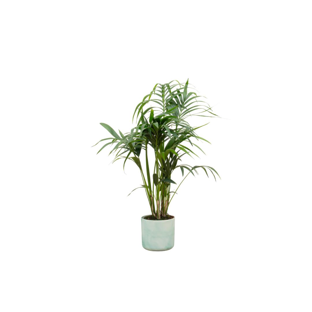 Combi deal - Kentia palm inclusief elho Ocean Round pacifisch groen Ø22 - 130 cm