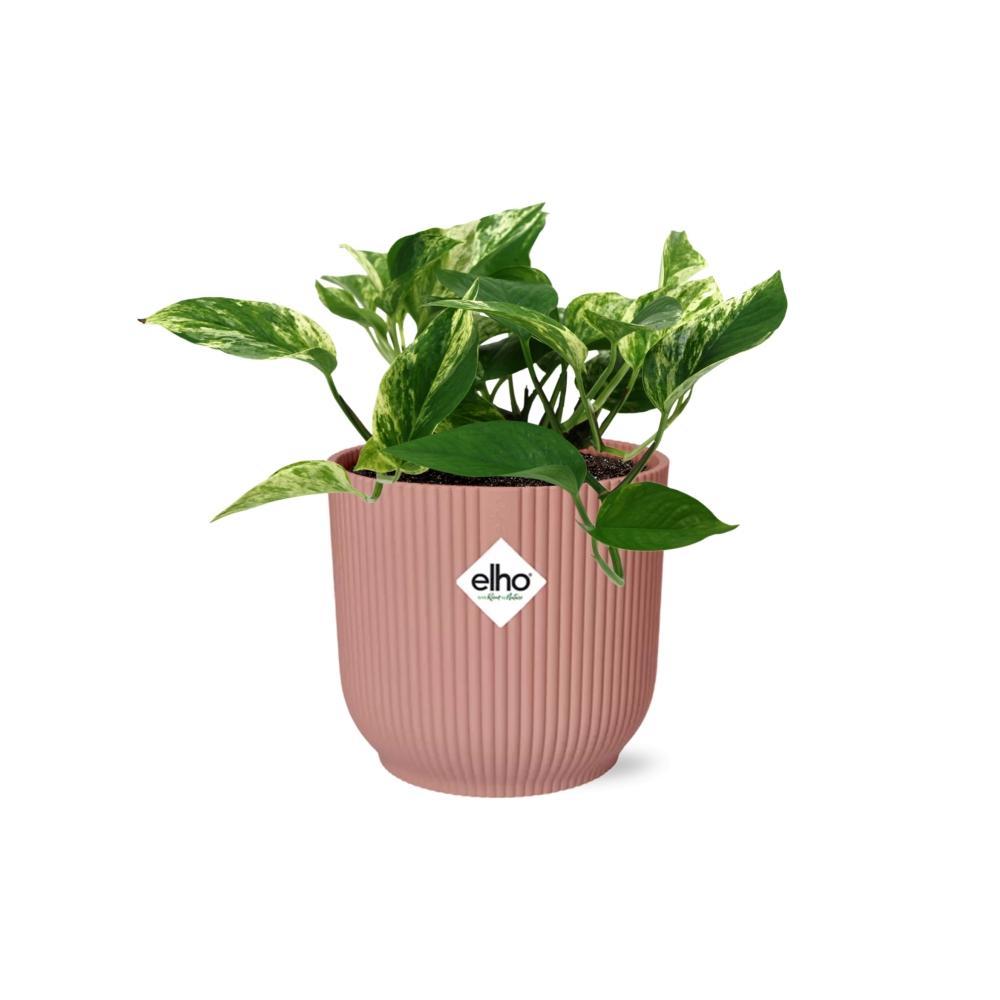 Scindapsus (Epipremnum) Marble Queen in ELHO Vibes Fold 14cm roze