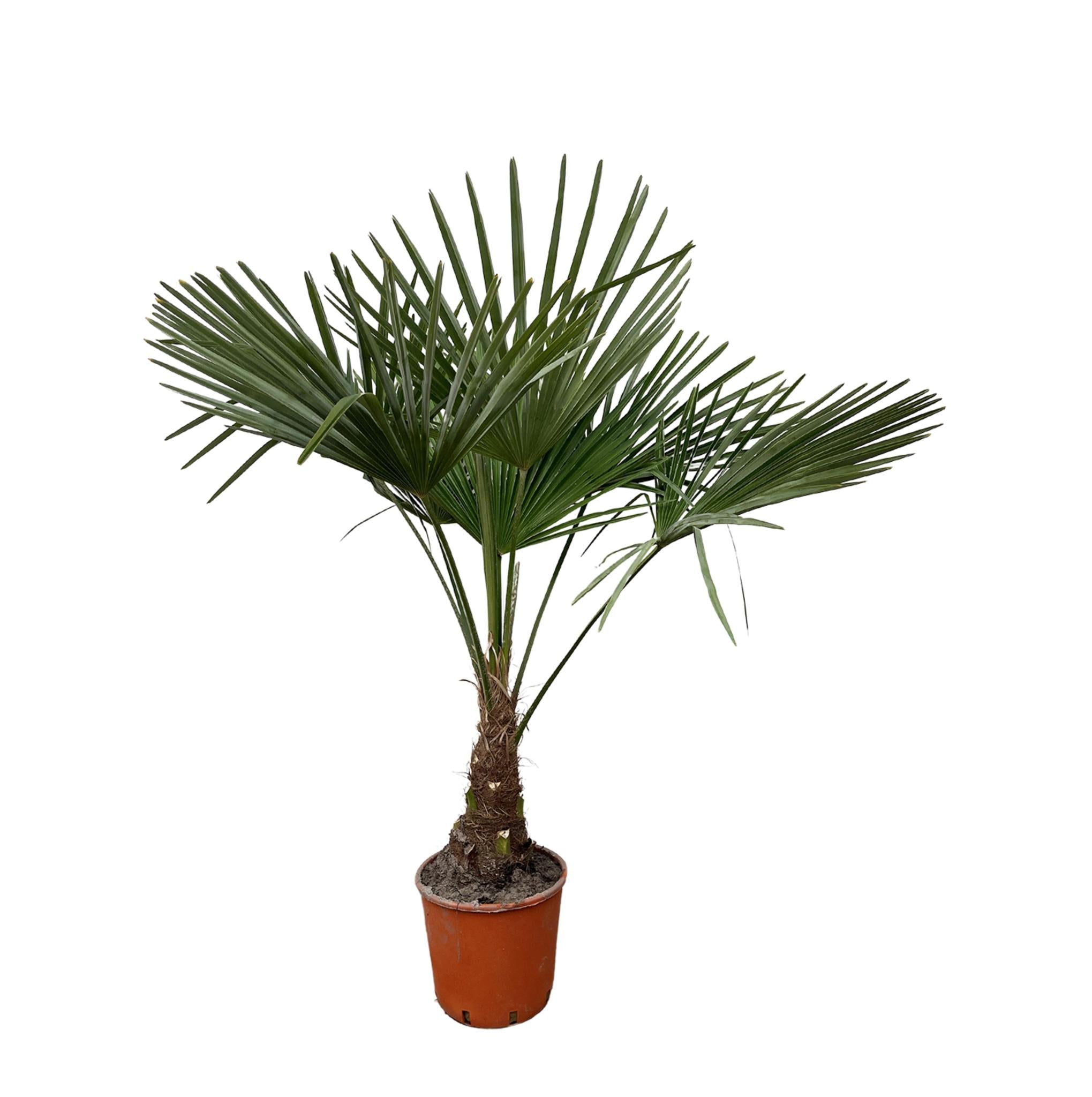 Trachycarpus - 130cm- Ø27