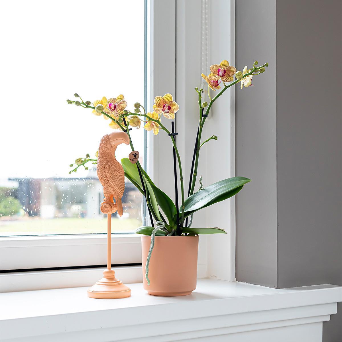 Kolibri Home | Ornament - Decoratie beeld Toucan peach