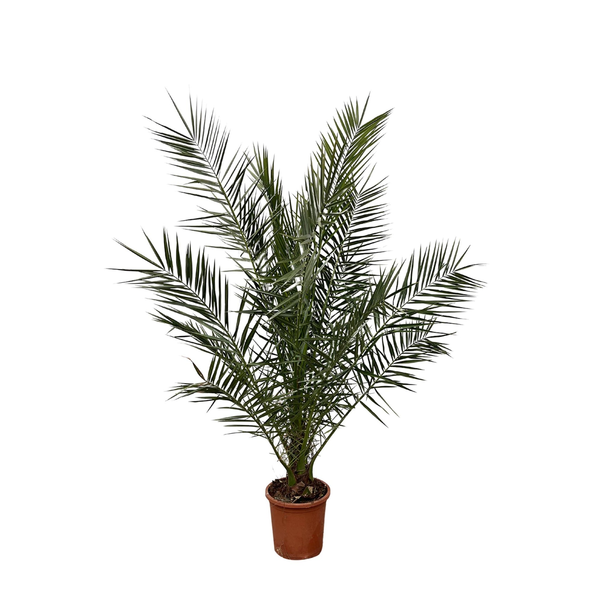 Phoenix Canariensis - 180cm- Ø25