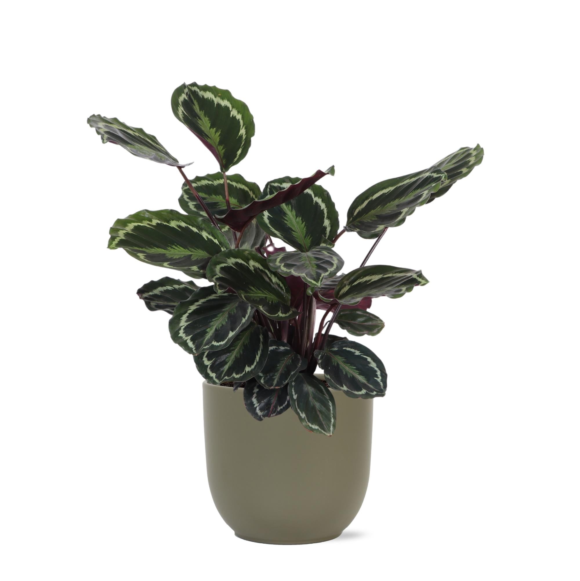 Calathea Medaillon Ø21cm - ↕70cm in Boule OLIJF pot