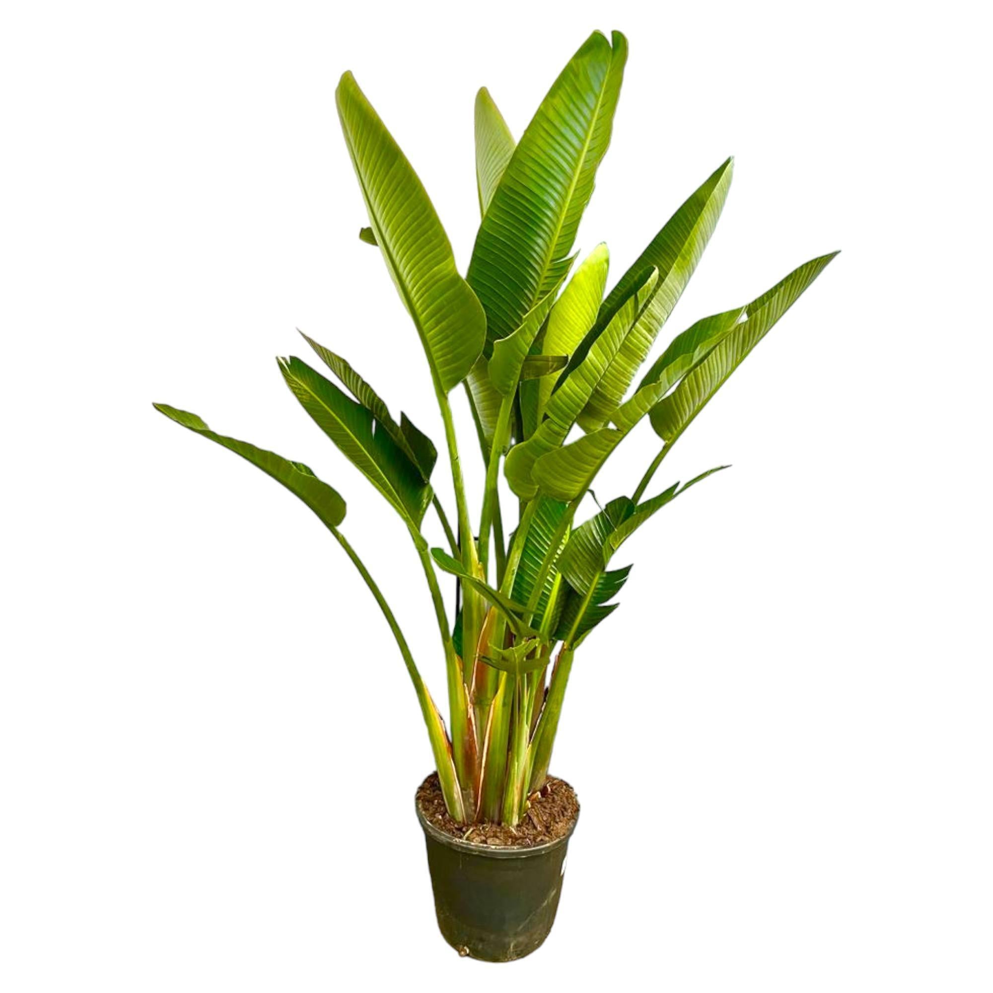 Strelitzia Augusta multi stam XXL - 225 cm - ø40