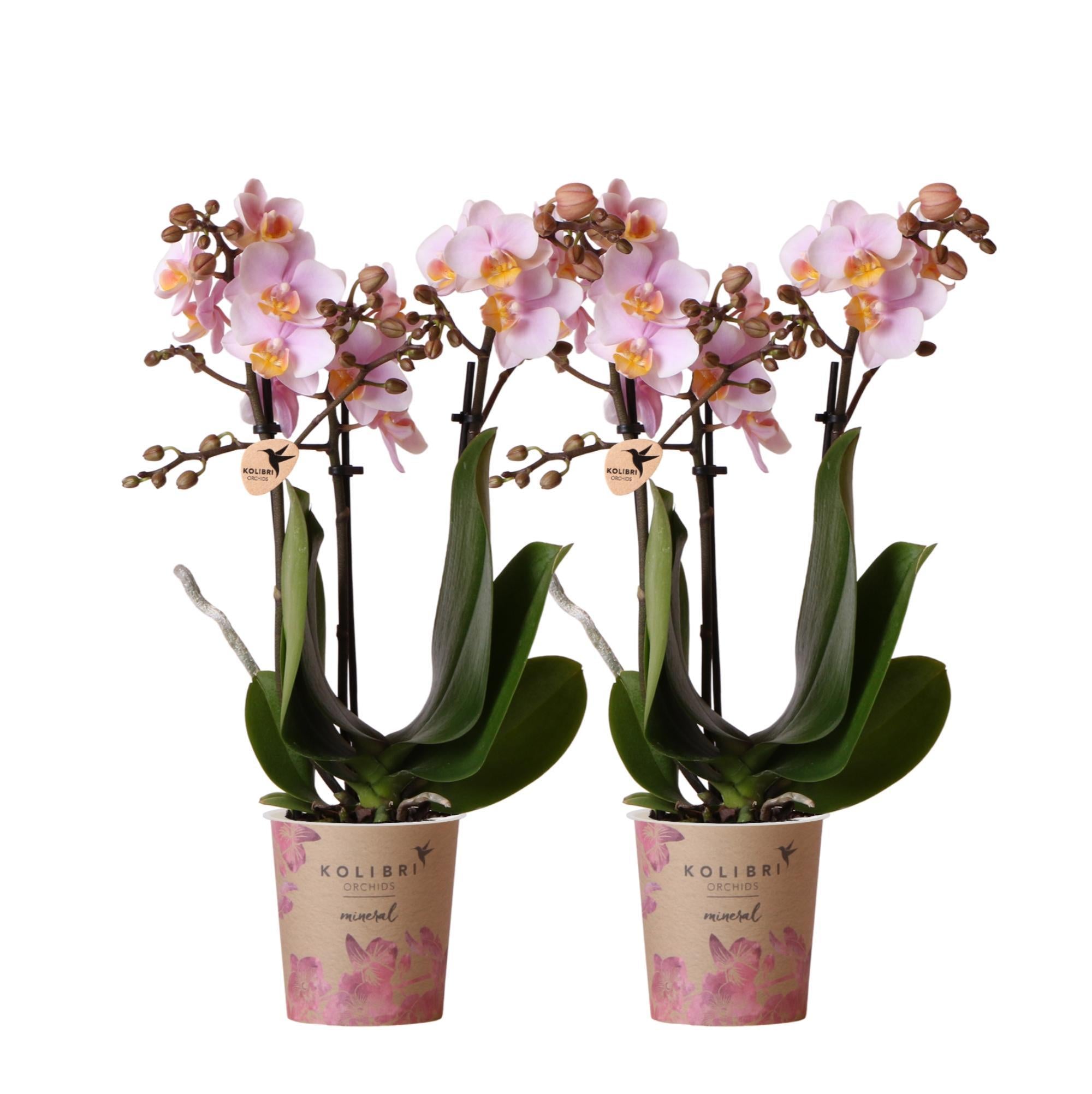 Kolibri Orchids | COMBI DEAL van 2 Roze phalaenopsis orchideeën - Andorra - potmaat Ø9cm | bloeiende kamerplant - vers van de kweker