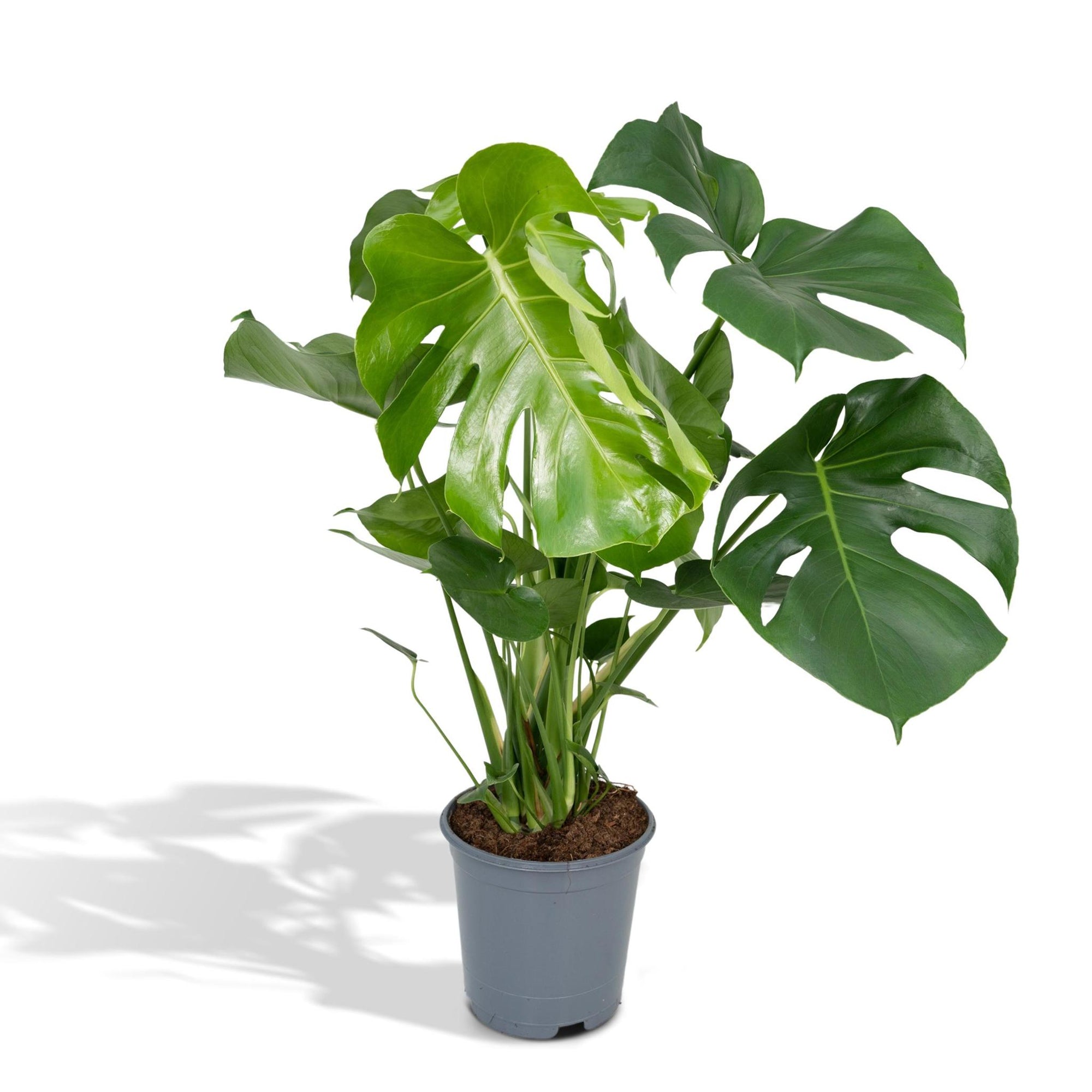 Monstera Deliciosa - Gatenplant - 65cm - Ø21