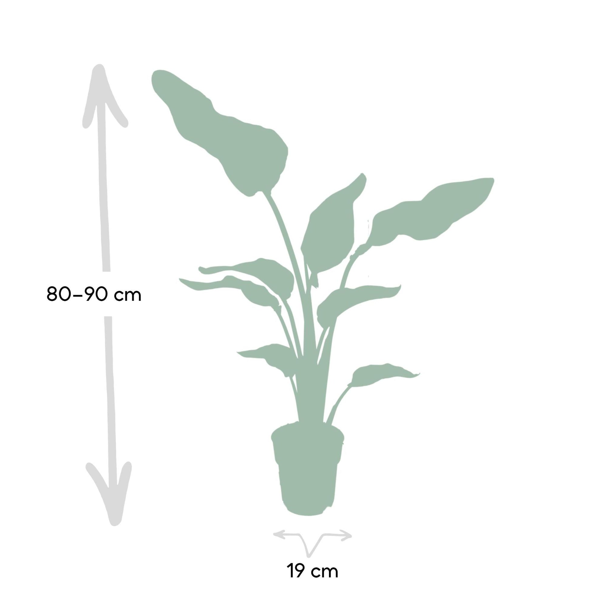 Ø19cm - ↕80cm