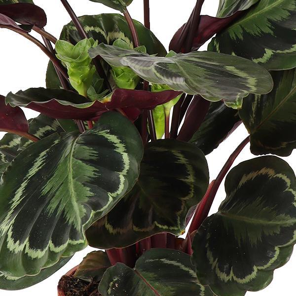 Calathea Medaillon Ø21cm - ↕70cm