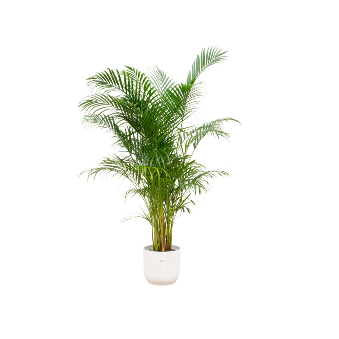 Combi deal - Areca palm inclusief elho Vibes Fold Round wit Ø30 - 160 cm