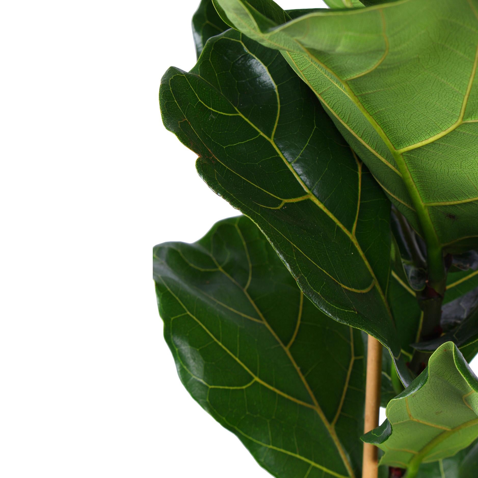 Ficus Lyrata - Ø21cm - ↕90cm in Boule WIT pot