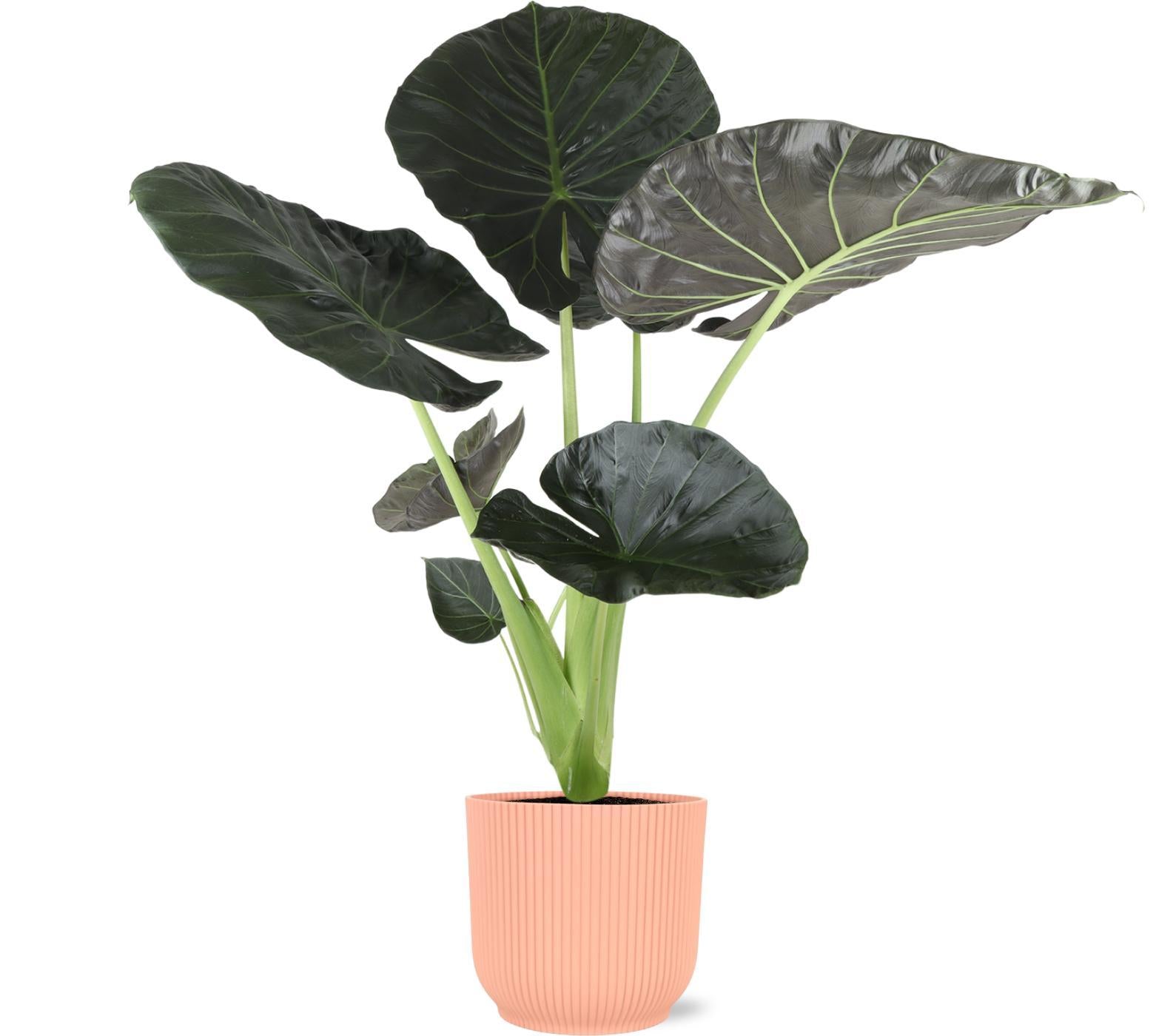 Alocasia Regal Shield Ø21cm - ↕100cm in Vibes ROZE pot