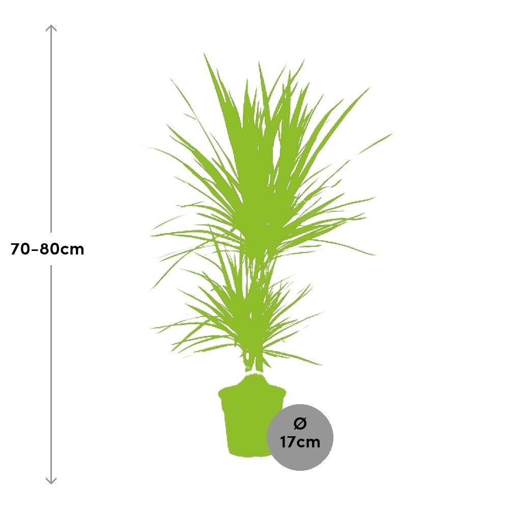 Ø17cm - ↕75cm