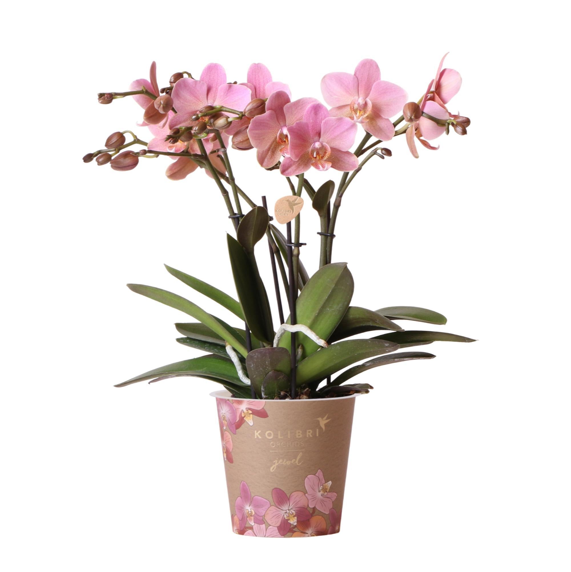 Kolibri Orchids | Oudroze Phalaenopsis orchidee - Jewel Treviso - potmaat Ø12cm | bloeiende kamerplant - vers van de kweker