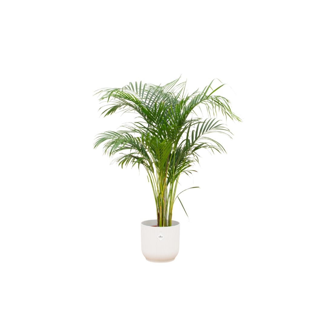 Combi deal - Areca palm inclusief elho Vibes Fold Round wit Ø30 - 140 cm