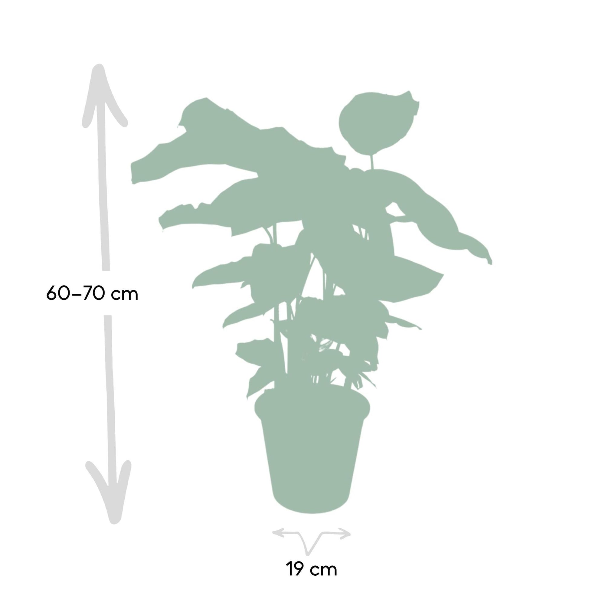 Calathea Whitestar - Pauwenplant - 50cm - Ø19