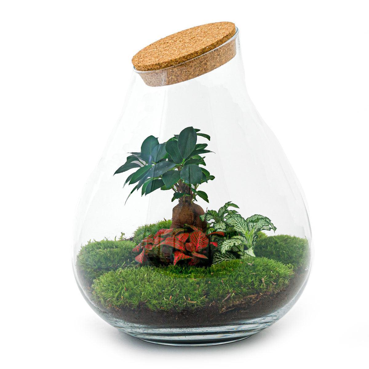 DIY terrarium - Drop XL Bonsai -↑ 37 cm