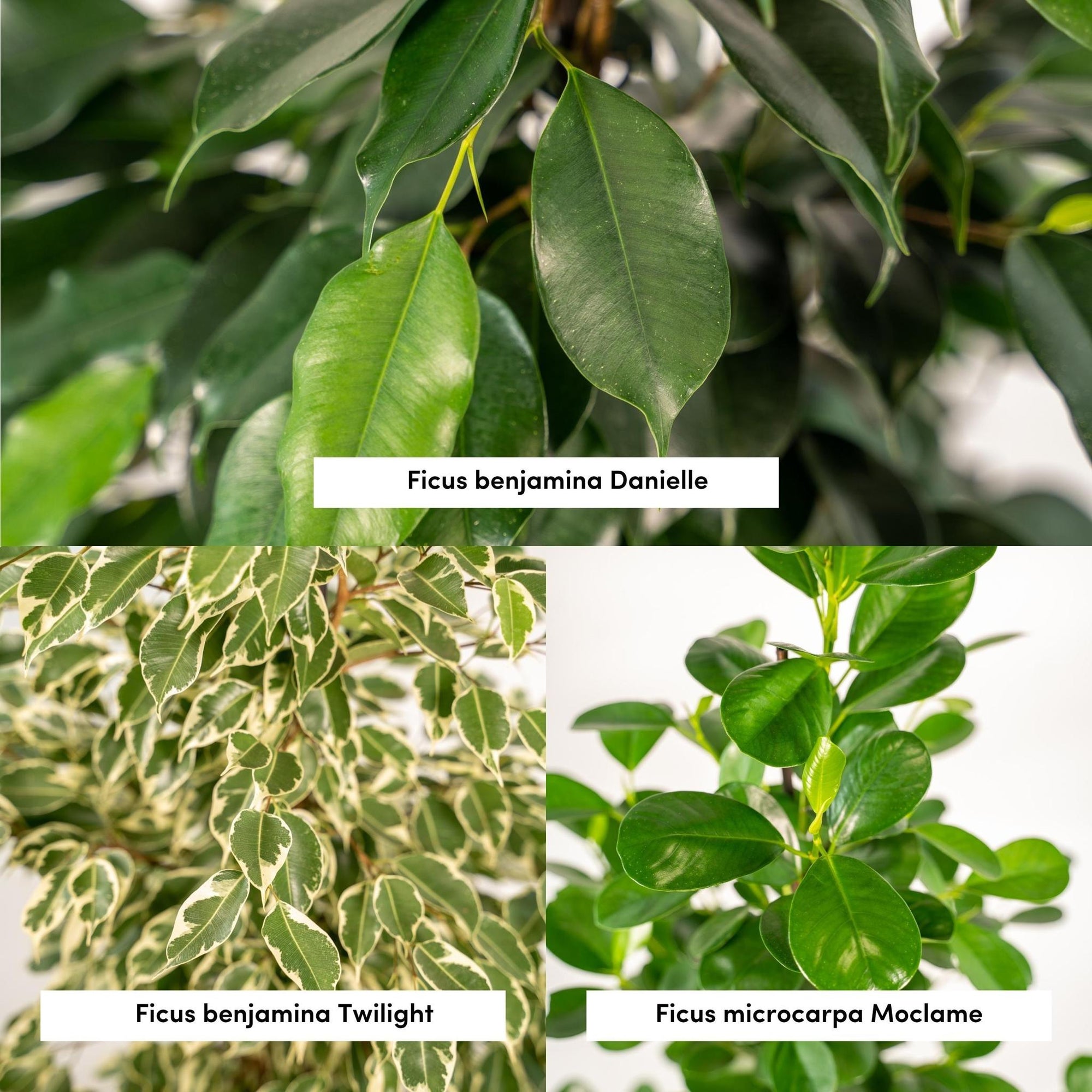 Ficus Benjamina Danielle - ↨95cm - Ø21cm + Ficus Benjamina Twilight - ↨95cm - Ø21cm + Ficus Microcarpa Moclame - ↨95cm - Ø21cm