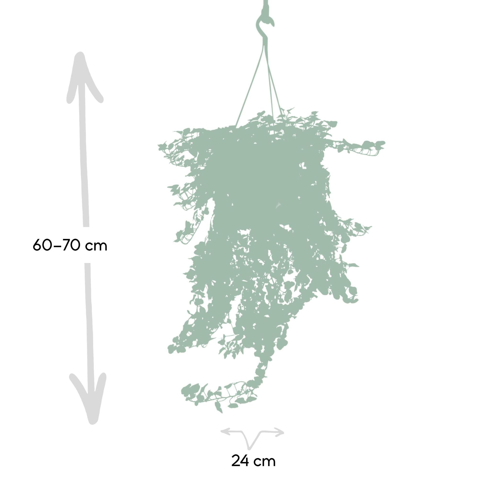 Ø24cm - ↕70cm