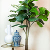 Kunstplant - Ficus Lyrata - Tabaksplant - 180 cm