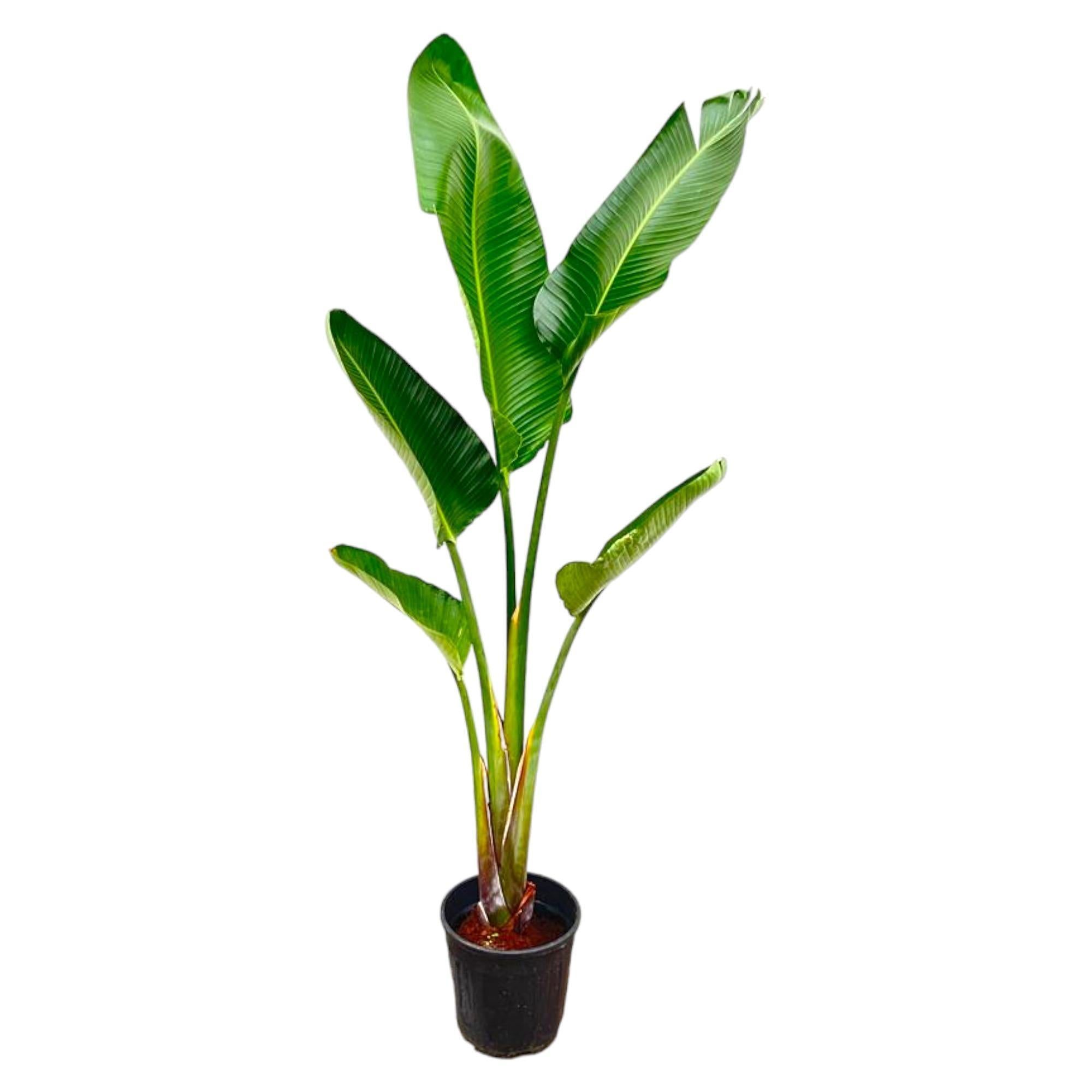 Strelitzia Augusta - 210cm - ⌀30