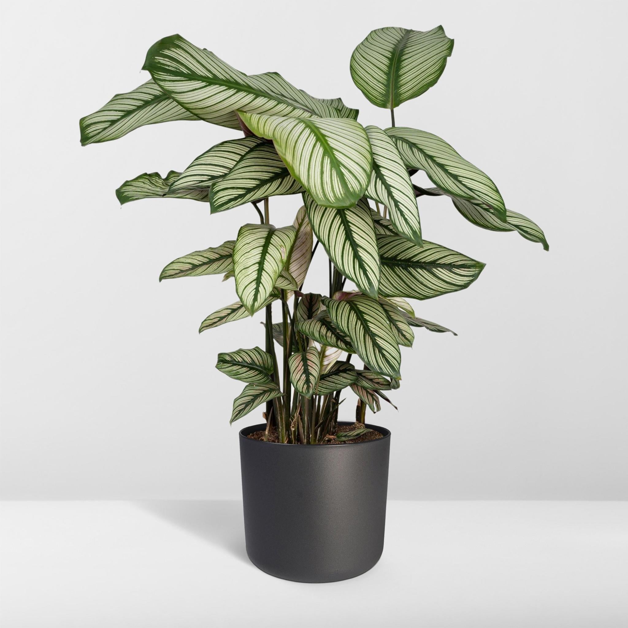 Calathea Whitestar - Pauwenplant - 50cm - Ø19