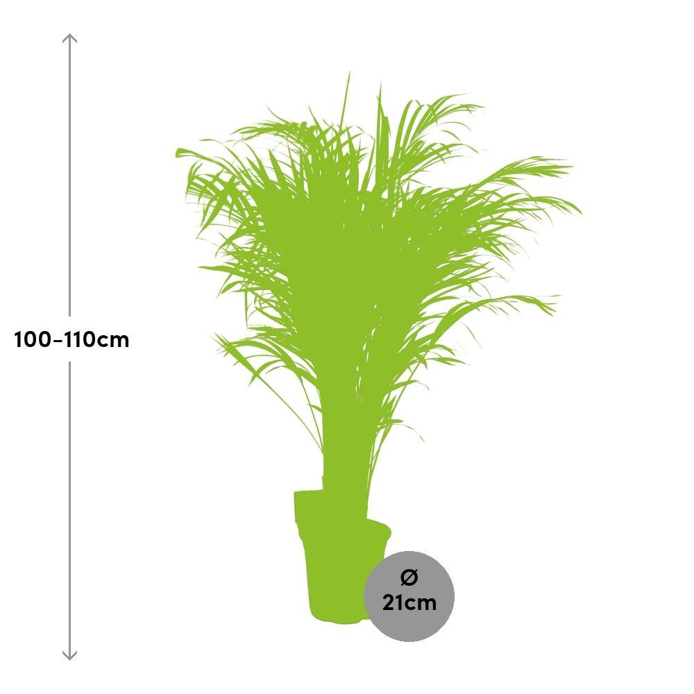 Ø21cm - ↕110cm