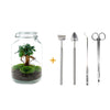DIY terrarium - Jar - Ficus Ginseng bonsai - ↑ 28 cm
