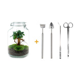 DIY terrarium - Jar - Ficus Ginseng bonsai - ↑ 28 cm