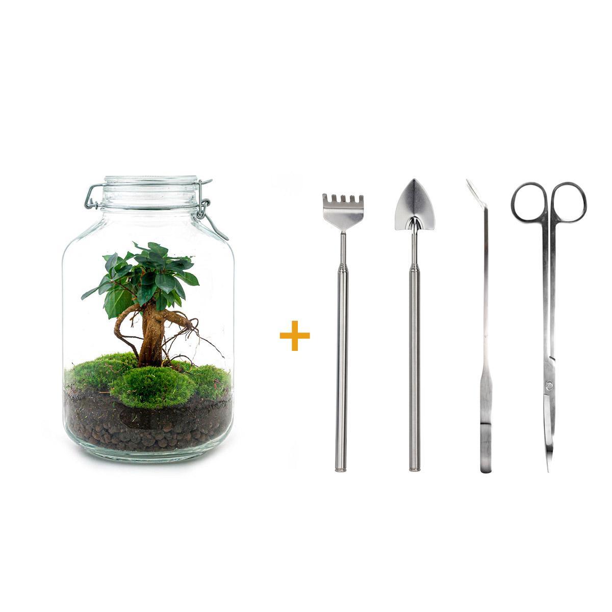 DIY terrarium - Jar - Ficus Ginseng bonsai - ↑ 28 cm