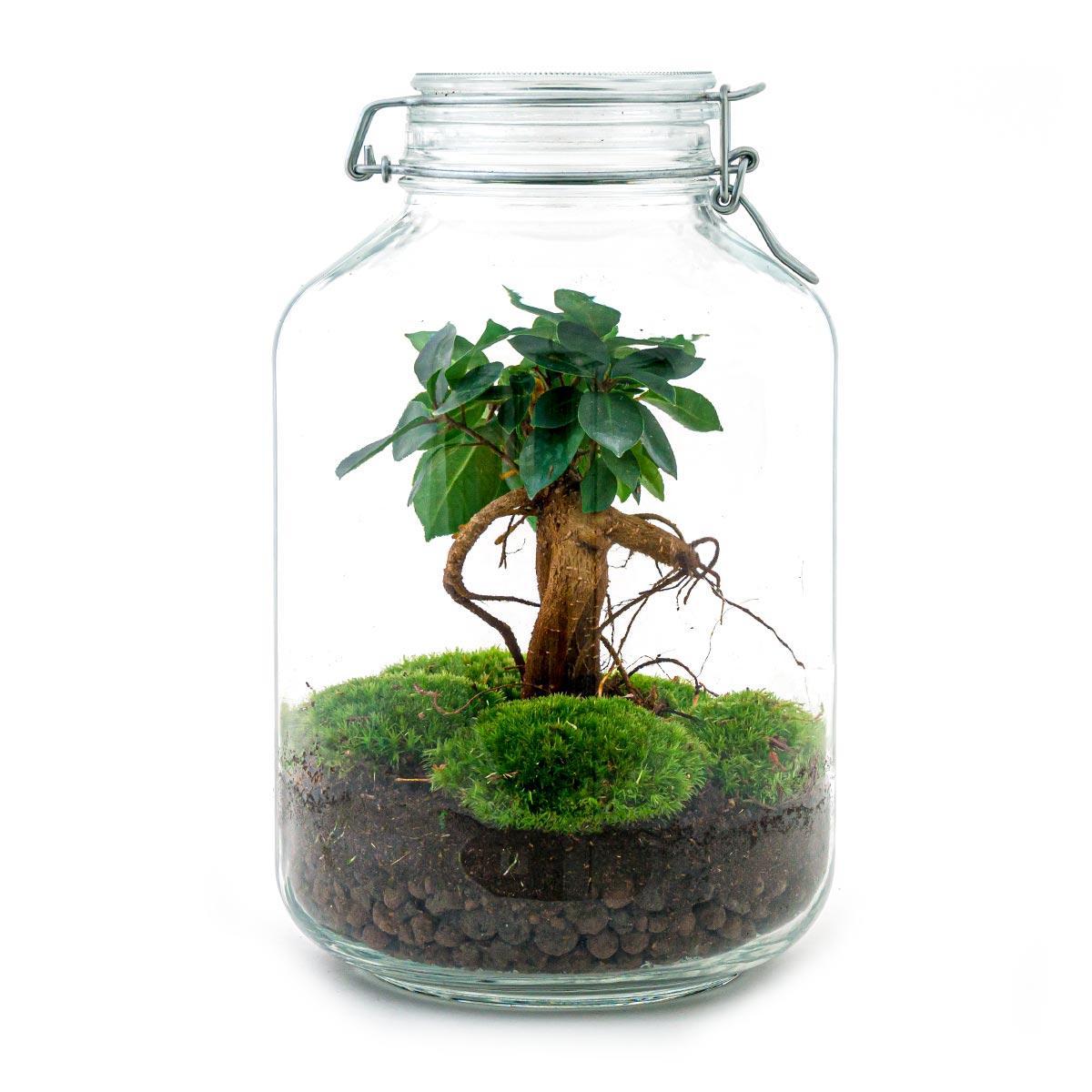 DIY terrarium - Jar - Ficus Ginseng bonsai - ↑ 28 cm  + Rake + Shovel